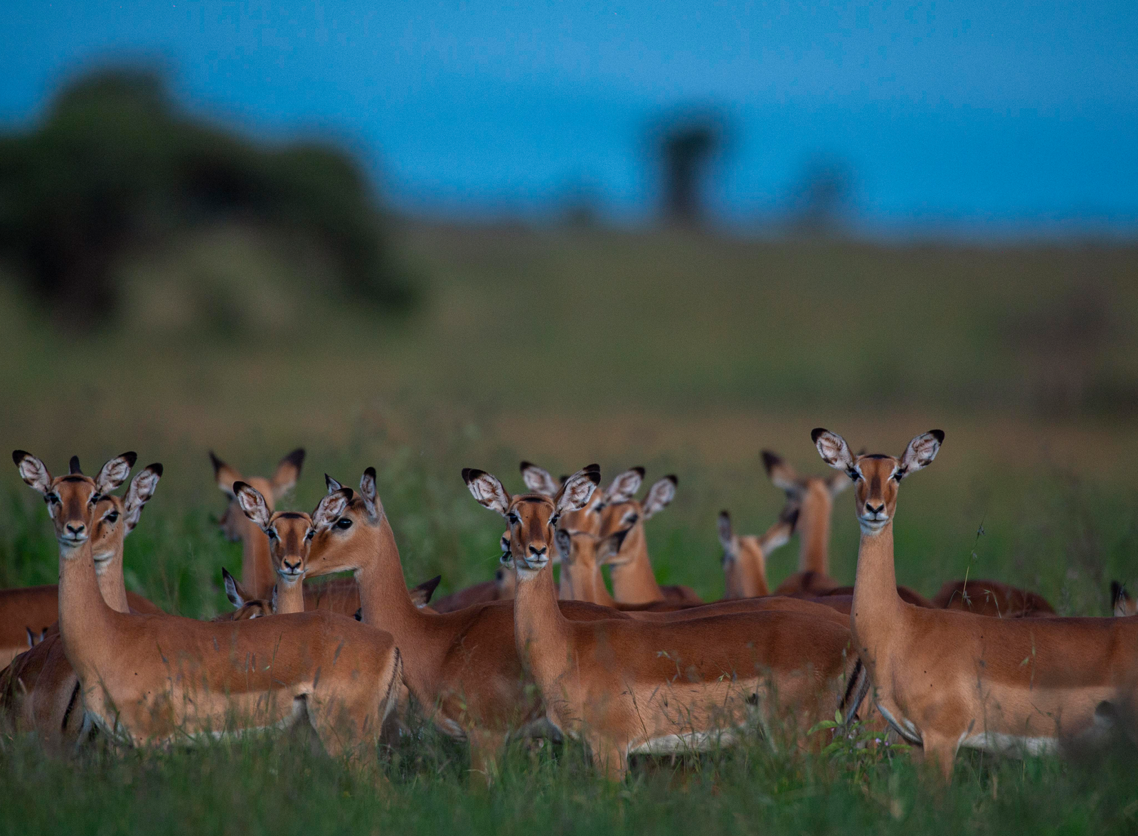 Description of your image