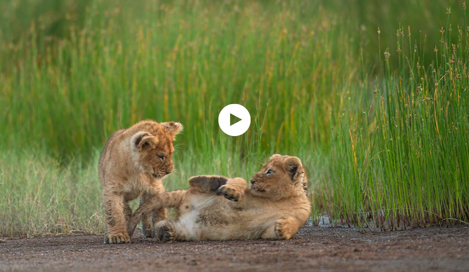 Discover Safari wonders